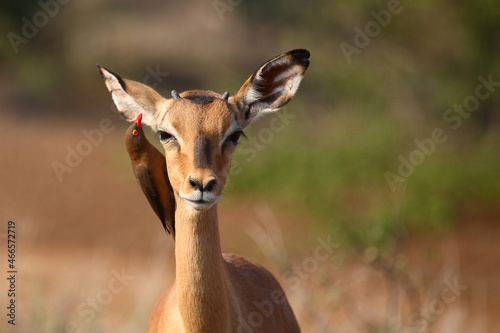 Schwarzfersenantilope und Rotschnabel-Madenhacker   Impala and Red-billed oxpecker   Aepyceros melampus et Buphagus erythrorhynchus.