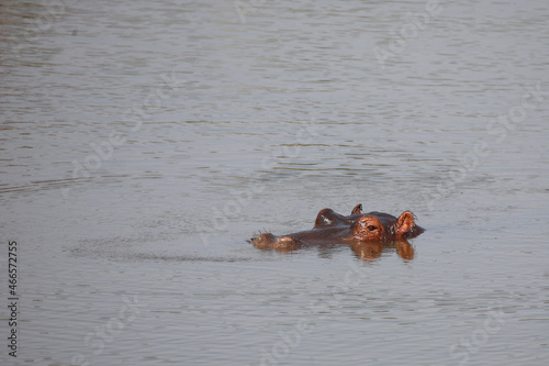 Flußpferd / Hippopotamus / Hippopotamus amphibius