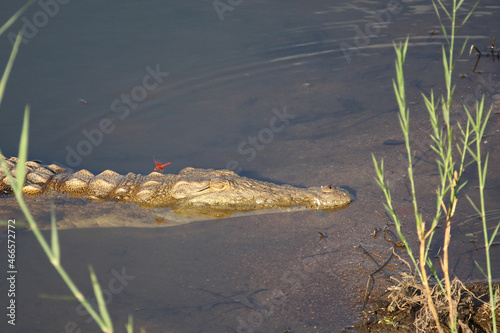 Nilkrokodil und Libelle / Nile crocodile and Dragon-Fly / Crocodylus niloticus et Anisoptera