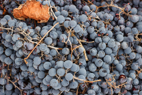 Wine blue grapes. Autumn harvest after frost. Juice and crumpled spoiled berries.