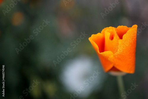 young orange poppy in morning dew