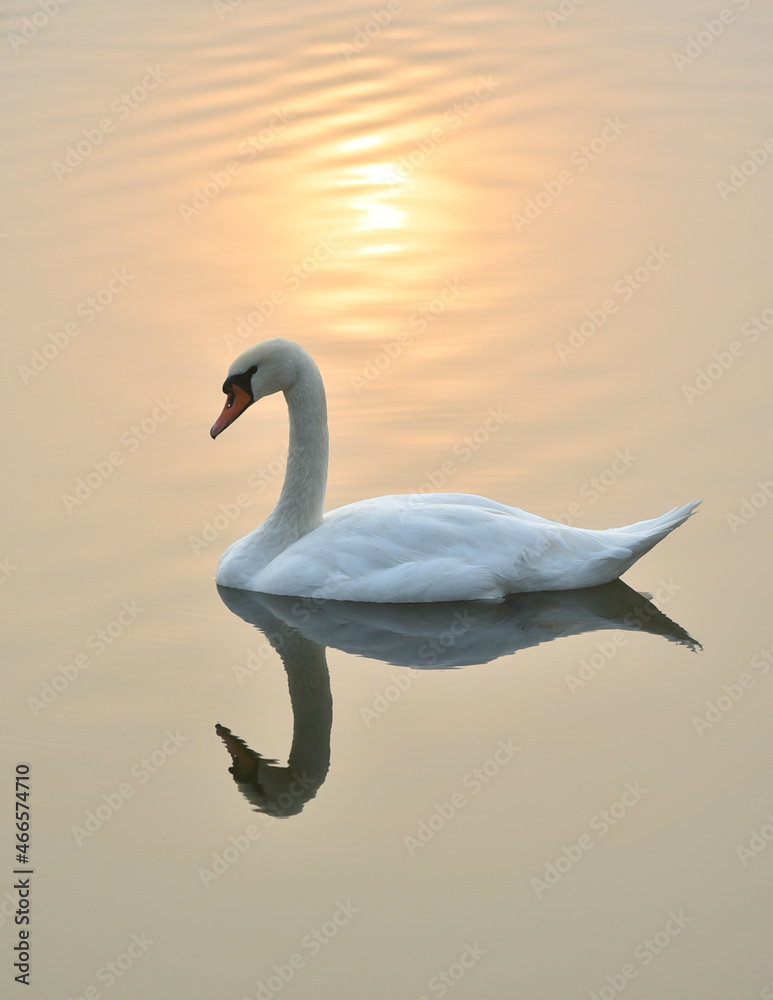 A white swan swims in the water with the reflection of the sun. A white swan swims in the water with the reflection of the sun.