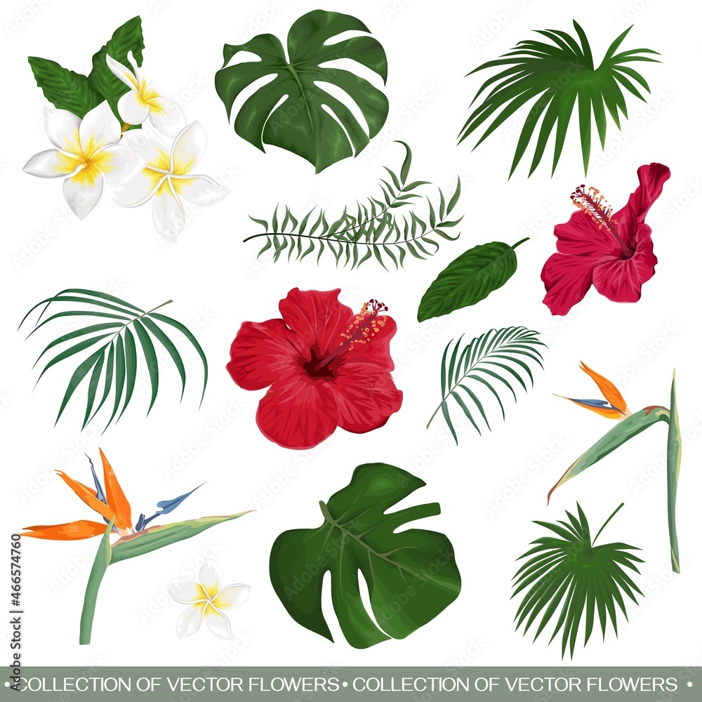 Vector set of tropical flowers and leaves. Hibiscus, monstera, palm leaves, strelitzia, frangipani. Flowers and leaves on a white background.