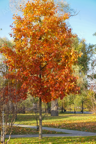 Beautiful autumn red oak tree in full growth in the park area. Blue sky background