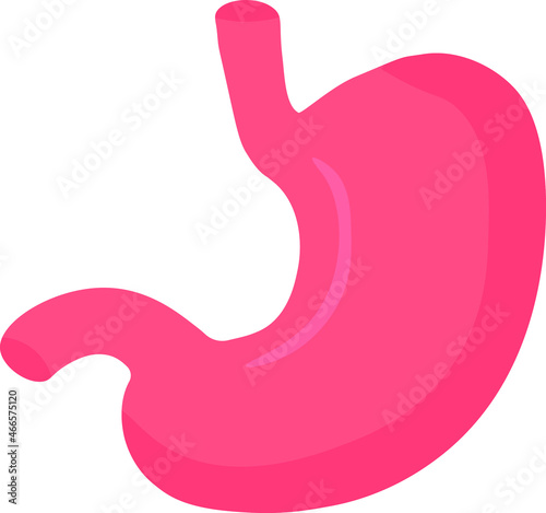 Illustration of the stomach as an anatomical organ. Gastroenterology.