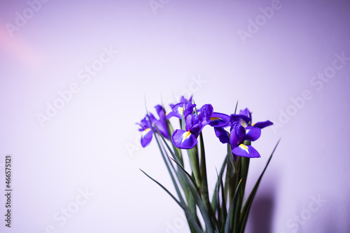 Fototapeta Naklejka Na Ścianę i Meble -  Bouquet of blooming purple irises on a white background