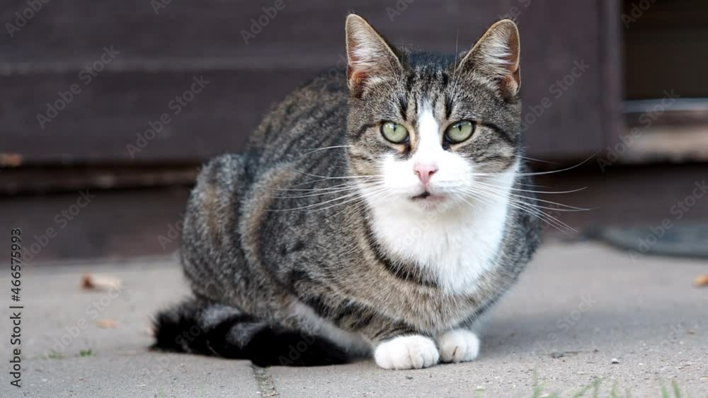 kurze Szenen mit Hauskatzen: putzen, in die kamera blicken, video mit teleobjektiv gefilmt