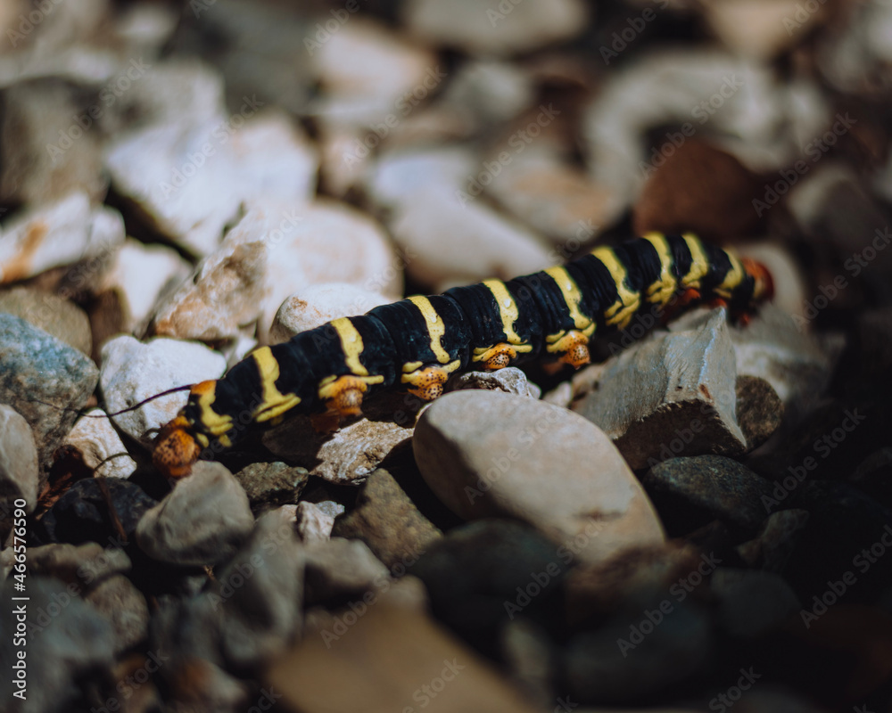 Fototapeta premium caterpillar on a leaf