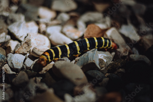 close up of a caterpillar