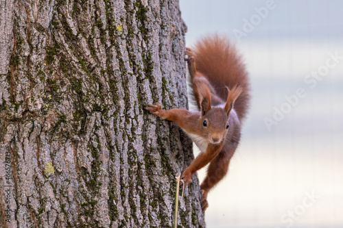 Eichhörnchen am Baum © Max