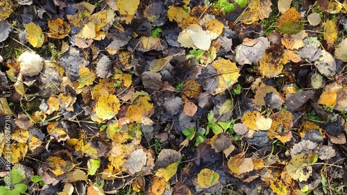 photo of fallen leaves on the ground background
