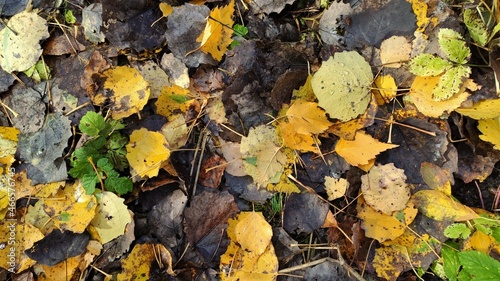 photo of fallen leaves on the ground background
