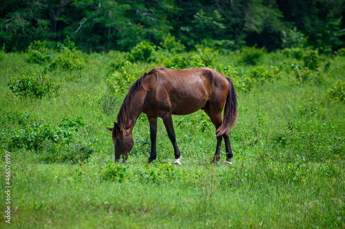 horse in the meadow © Ricardo Restituyo