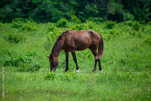 horse in the meadow