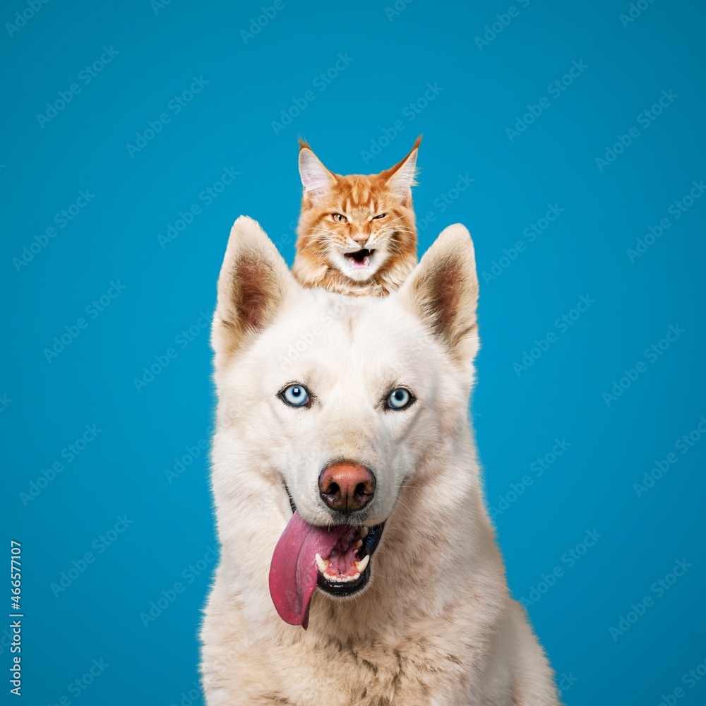 Cute dog portrait with a hiding cat behind in front of a blue background Cute dog portrait with a hiding cat behind in front of a blue background
