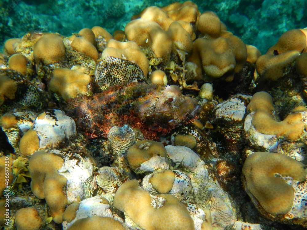 Bärtiger Drachenkopf / Tasseled scorpionfish or Small-scaled scorpionfish / Scorpaenopsis oxycephala Bärtiger Drachenkopf / Tasseled scorpionfish or Small-scaled scorpionfish / Scorpaenopsis oxycephala