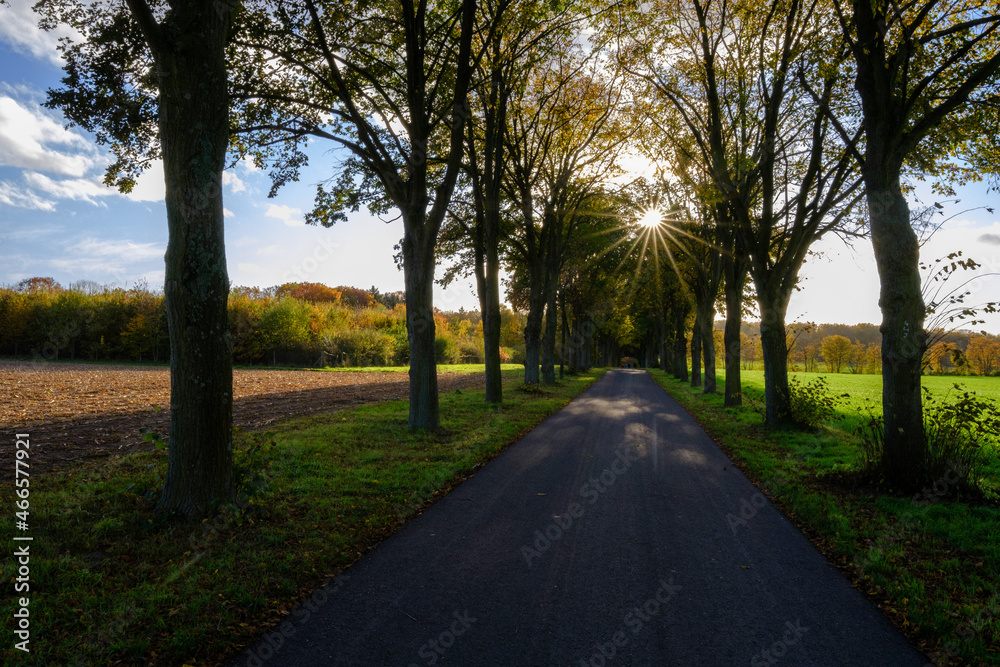 Baumallee im Herbst