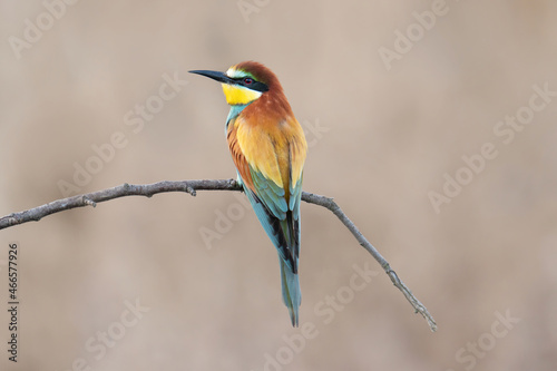 Bienenfresser Deutschland - Stockfoto