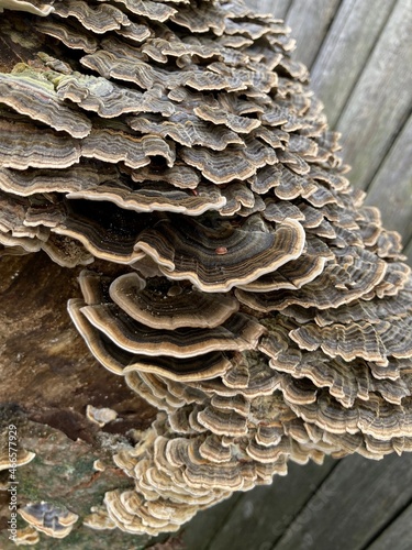 close up of mushrooms on firewood