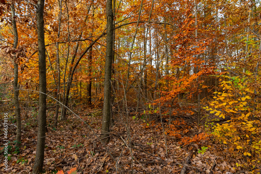 Obraz premium Dense young mixed forest in late fall.