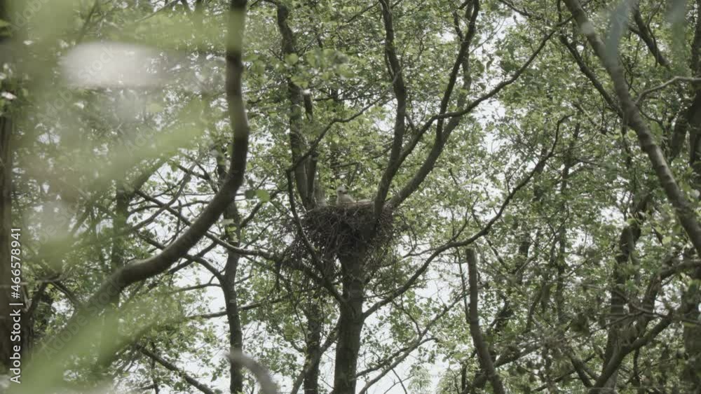 red kite nest - offspring, germany red kite nest - offspring, germany