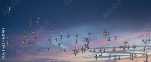 Flock of many white seabirds against a cloudy sky at sunset