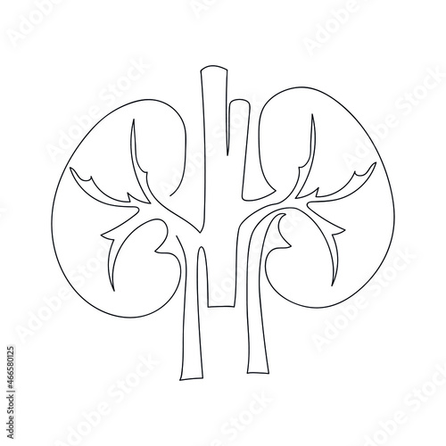 Kidneys human organ drawn one line. Anatomical sketch. Continuous line drawing art. Simple vector illustration.