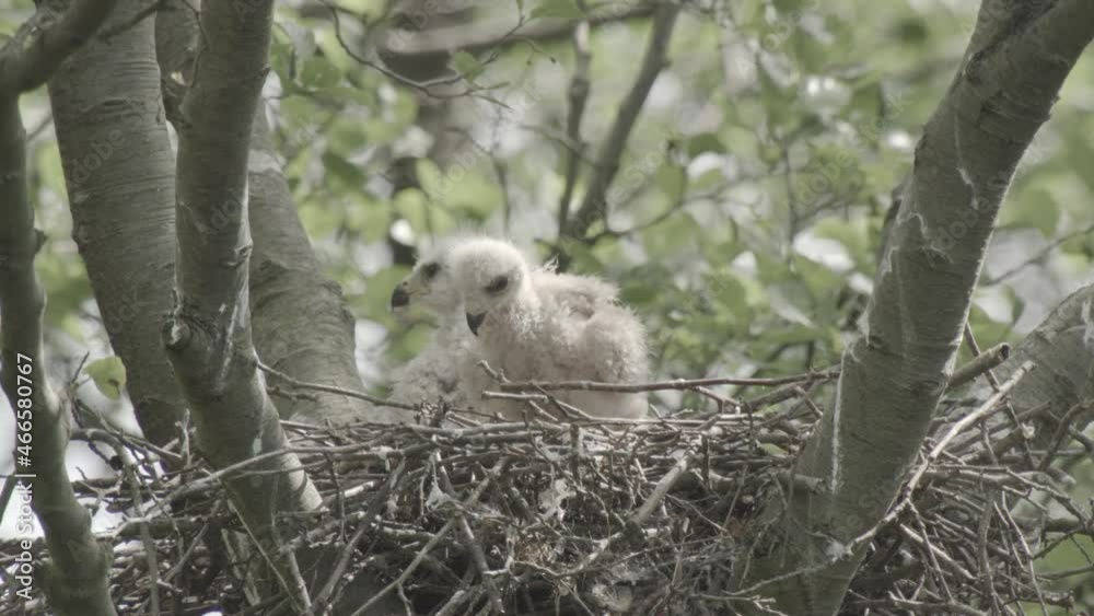 red kite nest - offspring, germany red kite nest - offspring, germany