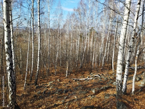 Birch forest on the slope of Mount Volchikha in the vicinity of the city of Yekaterinburg, kurumnik, stone river