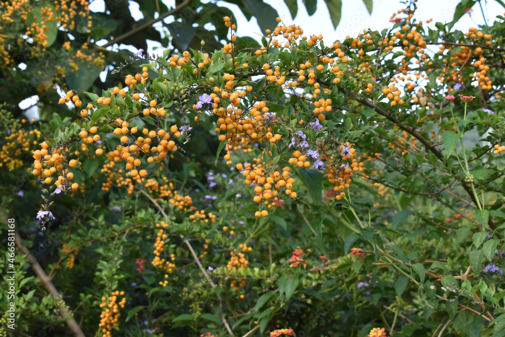 A beautiful image of a flowering tree in Palampur, Himachal Pradesh, India.