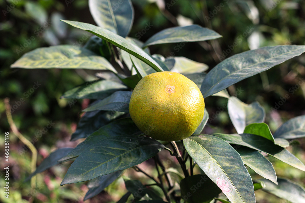 unripe citrus tangerine growing on a tree in a natural environment. Horizontal image