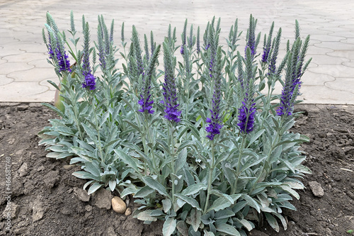 Sage bush on a gray background. 