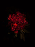 Red peony flower, close-up with selective focus and dark blurred background. Low key beautiful blooming peony picture for decoration