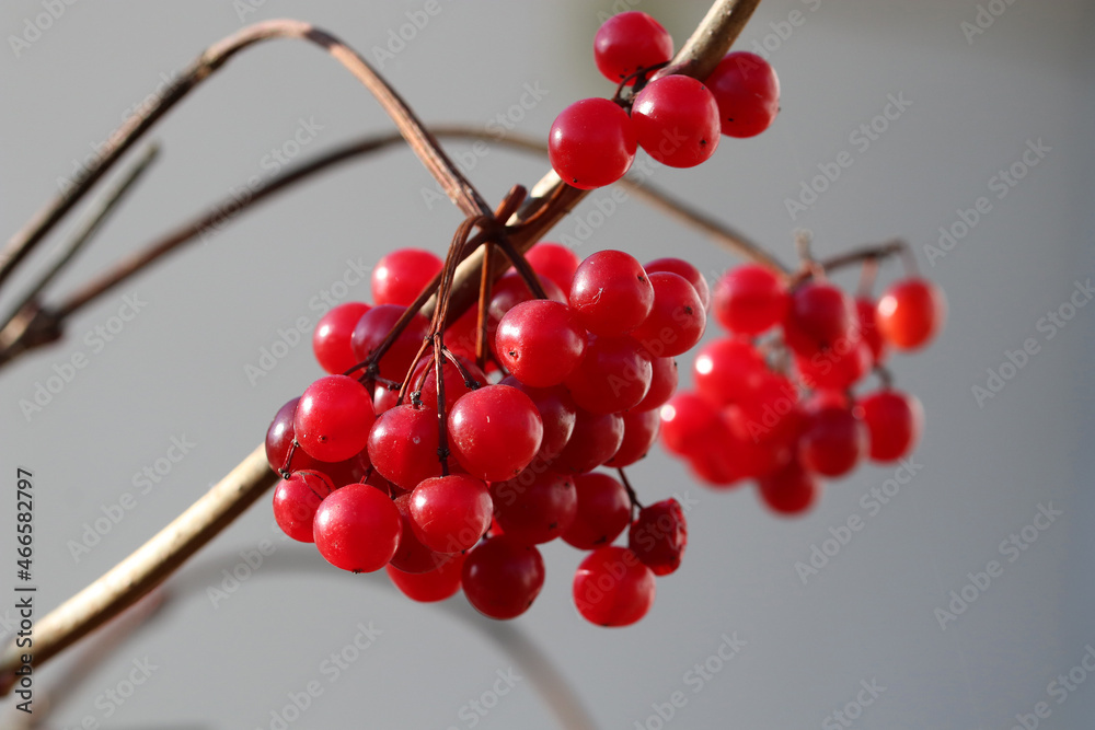Bright red viburnum berries on a light background Bright red viburnum berries on a light background