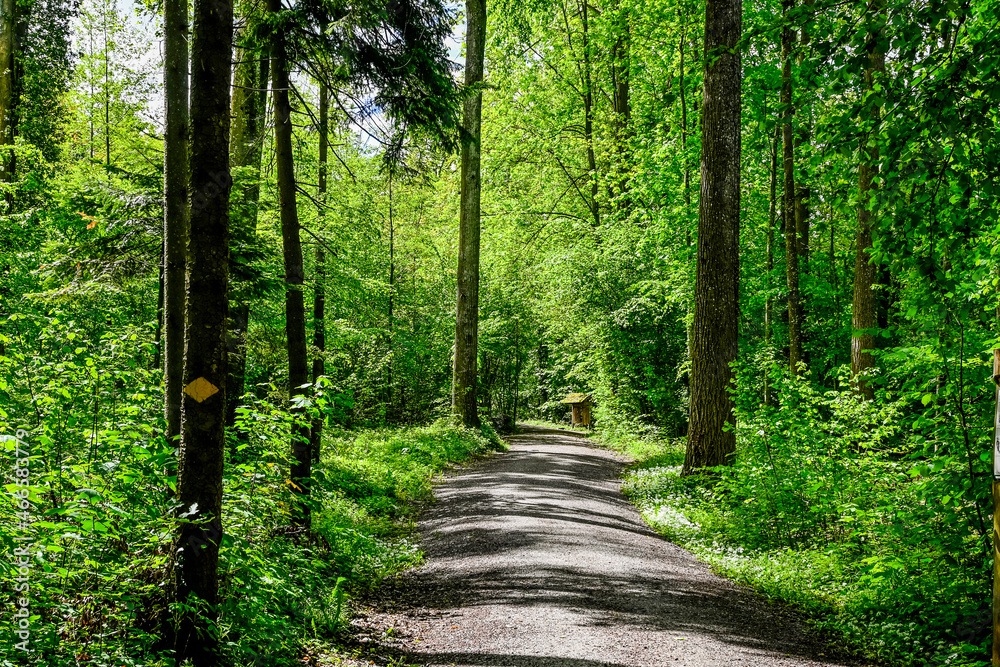 Meisterschwanden, Wald, Waldweg, Wanderweg, Hallwilersee, See, Seeufer, Seeuferweg, Naturschutzgebiet, Dorf, Schifffahrt, Aargau, Sommer, Schweiz Meisterschwanden, Wald, Waldweg, Wanderweg, Hallwilersee, See, Seeufer, Seeuferweg, Naturschutzgebiet, Dorf, Schifffahrt, Aargau, Sommer, Schweiz