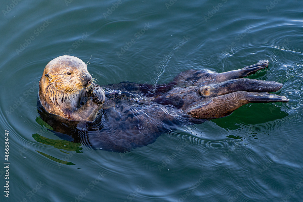 Fototapeta premium Sea Otter
