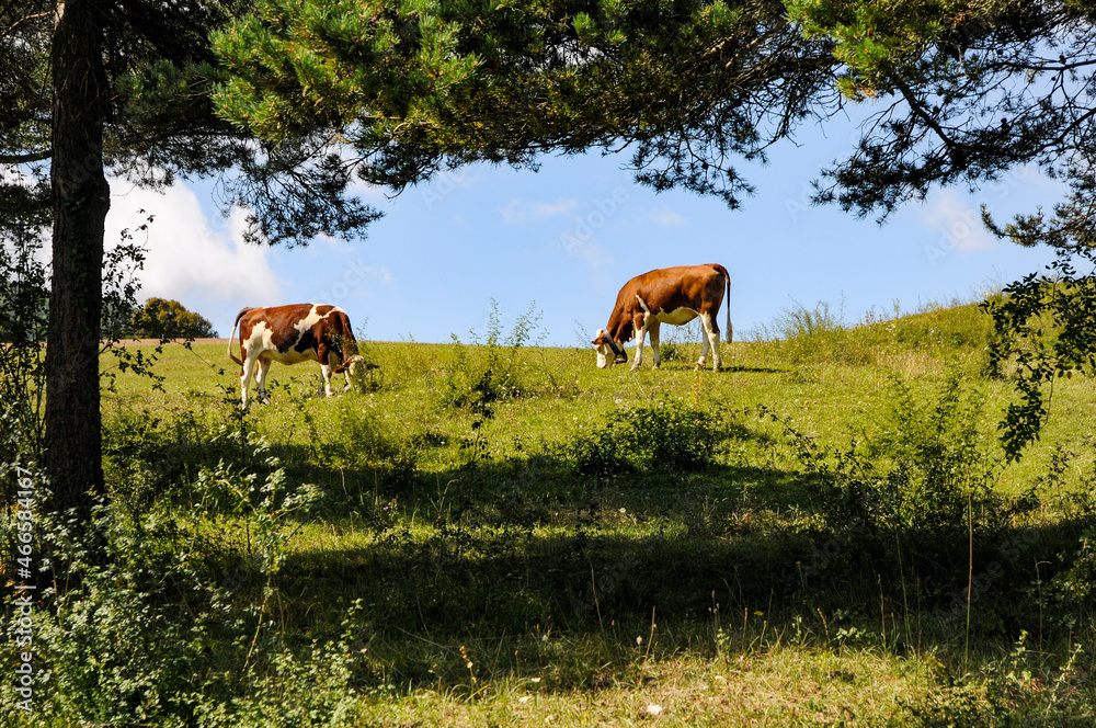 cows on pasture cows on pasture