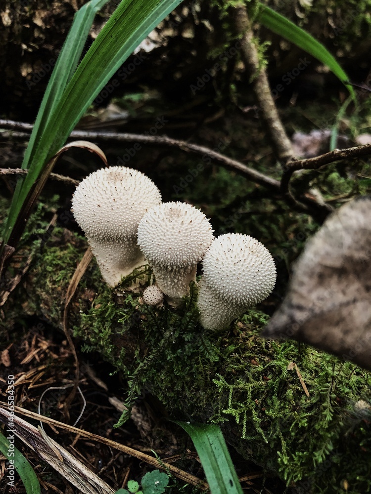 mushroom in the forest mushroom in the forest