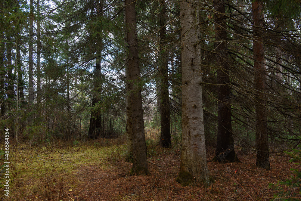 The forest is waiting for winter.