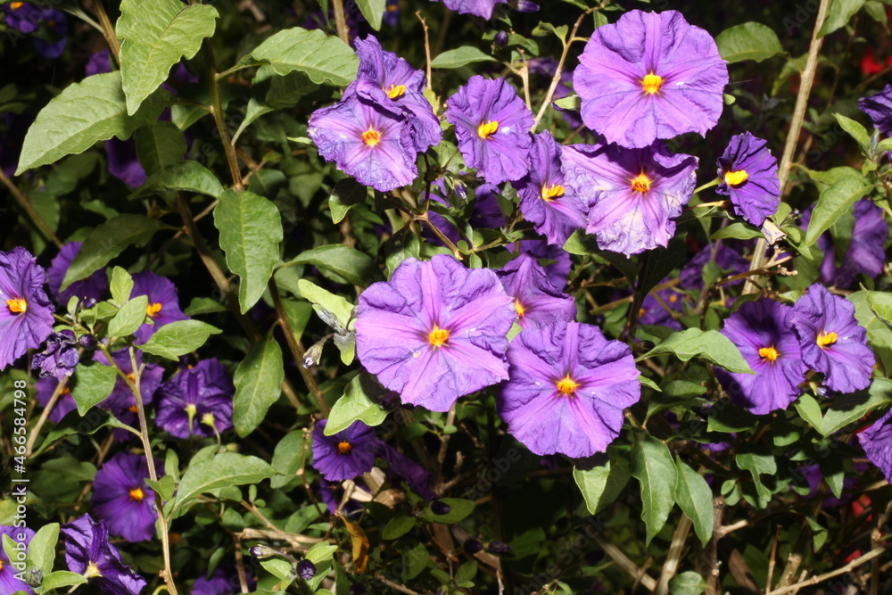 Blume
Blume