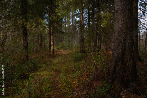 The forest is waiting for winter.