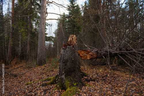 Old broken spruce in the autumn forest