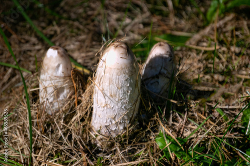 Big edible edible white dung beetle mushroom in the forest. photo