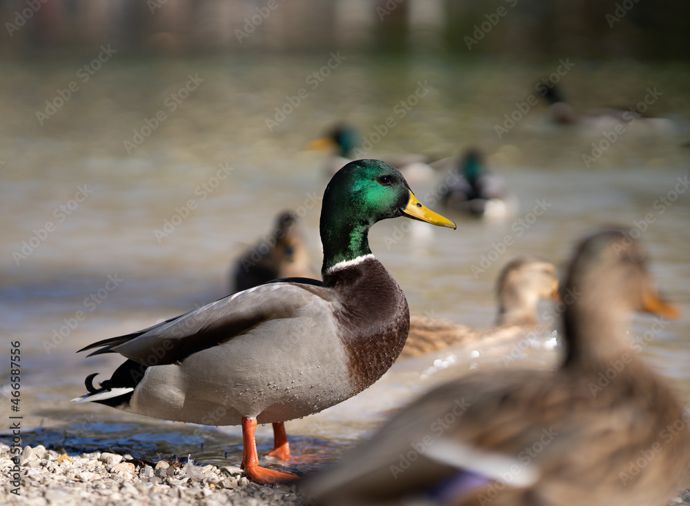 Ente Ente