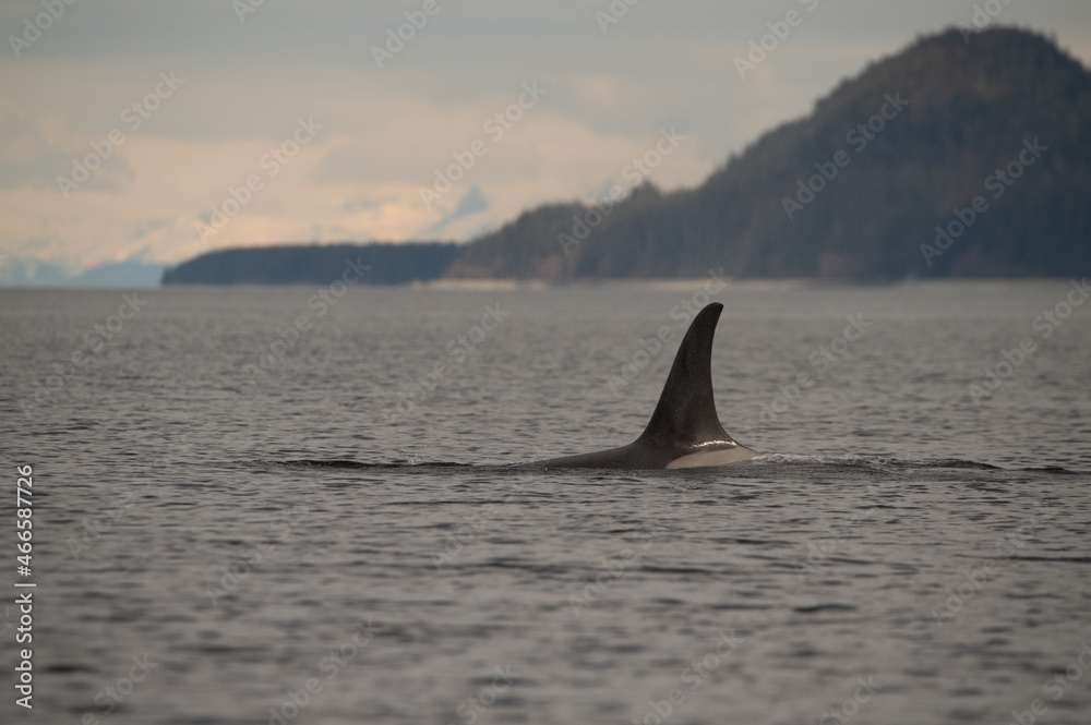 Fototapeta premium orca in the sea