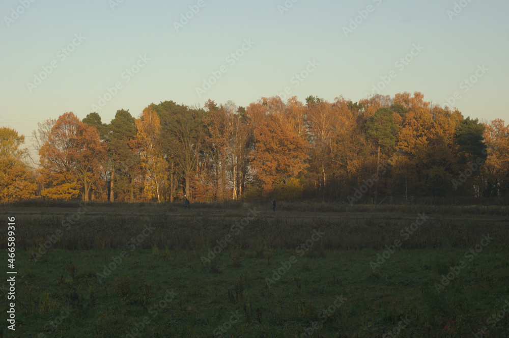 Fototapeta premium polana przed lasem