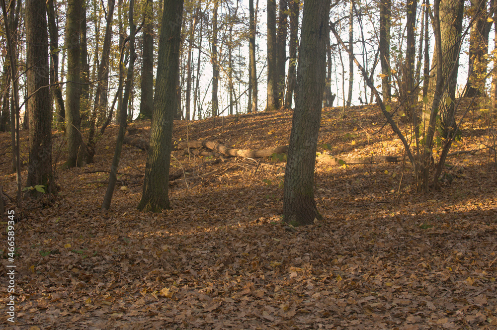 Las jesienią Las jesienią