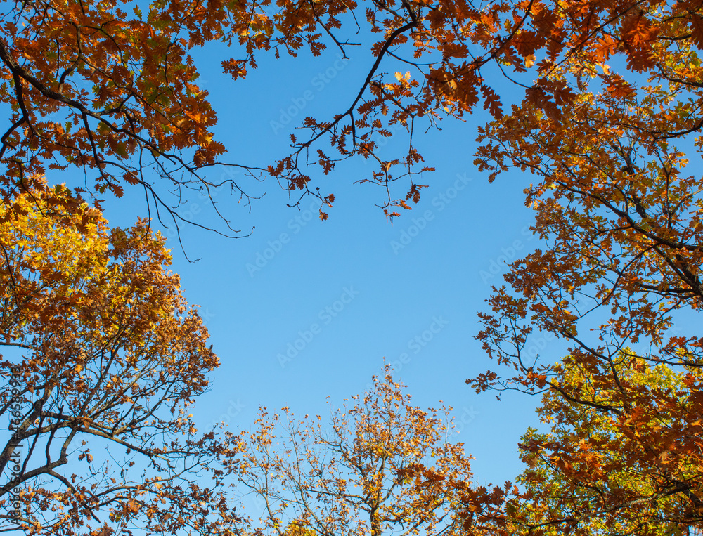 Copy space made of sky and trees. A natural autumn concept.