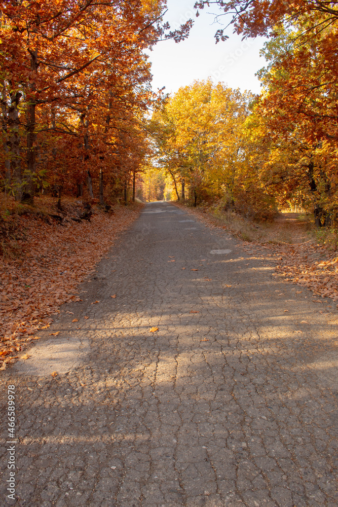 Forest road on a sunny day. A beautiful autumn concept.