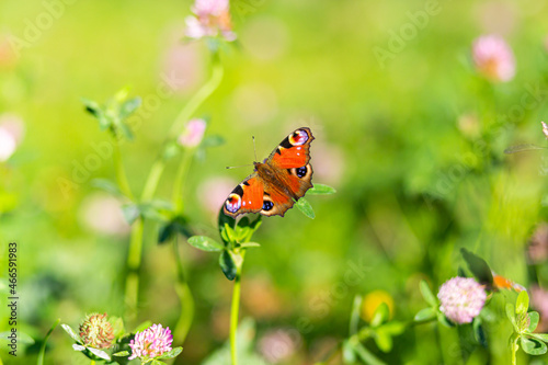 A beautiful butterfly admiral flies  sits on a flower  spread its wings